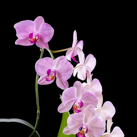 即墨区龙山中学2019年新生报名须知