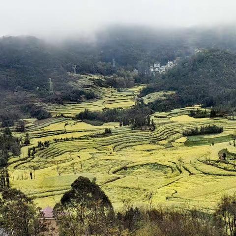 油菜花季滇东南行