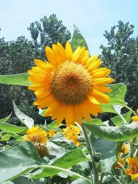 向日葵诗词与花语