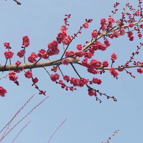 西咸新区沣东梅园的梅花之约😄😄💕💕