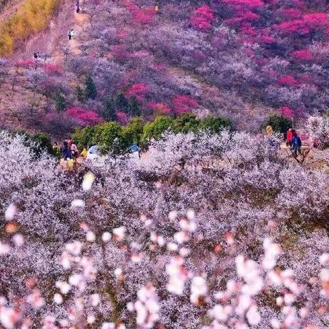 安吉三天两晚自驾:竹海天池画中游，千亩梅花香雪海！