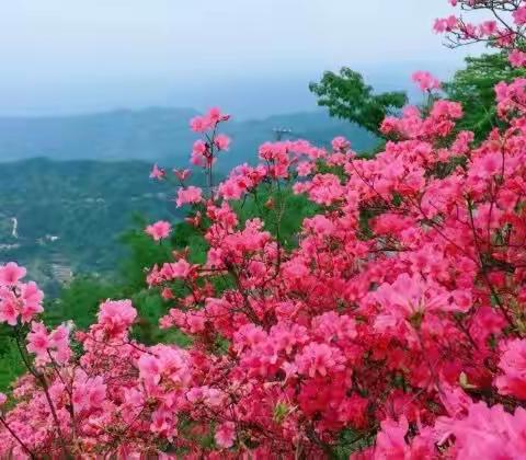 人间最美四月天，自驾华东“西藏天路”马丁公路，探觅原始森林、赏漫山红杜鹃