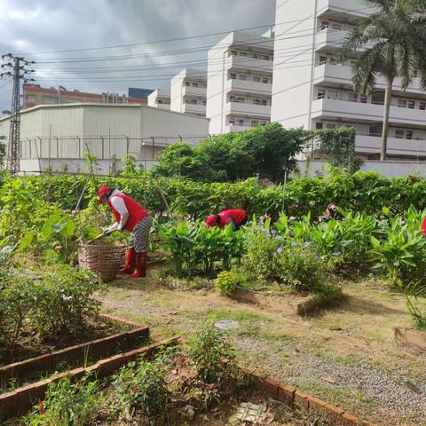 玉律社区共建花园志愿服务活动