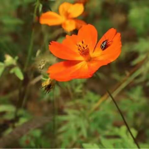 【春风化雨润水岸  蓓蕾绽放艳绿洲】——吉安市水岸绿洲幼儿园教师团建活动