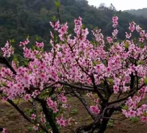 《桃花依旧笑春风》，摄影:風平浪静。