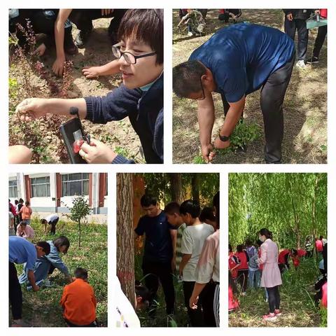 童心向党，劳动育人，净化校园——鹁鸽李学校小学部