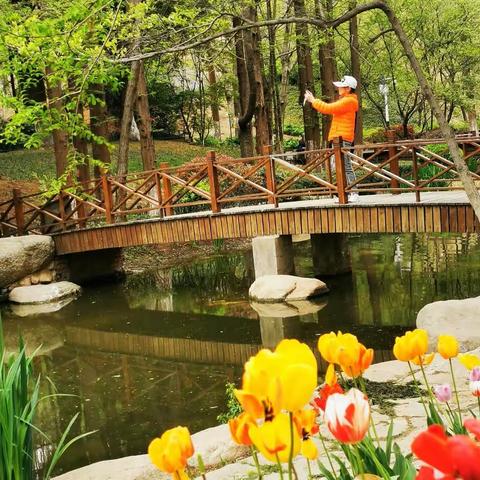 晨起中山公园和植物园     绿道漫游和观景赏花