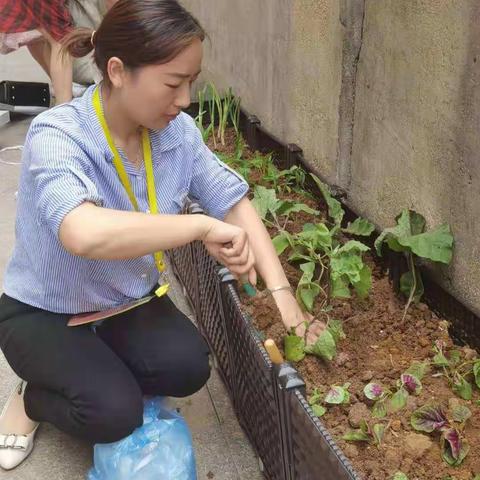 我种植，我收获==一十活动之“小种植”活动感受