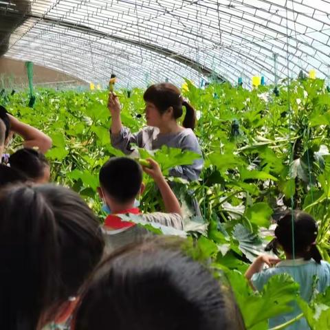 亲近母亲河，沐浴小麦香——岔尖小学研学活动