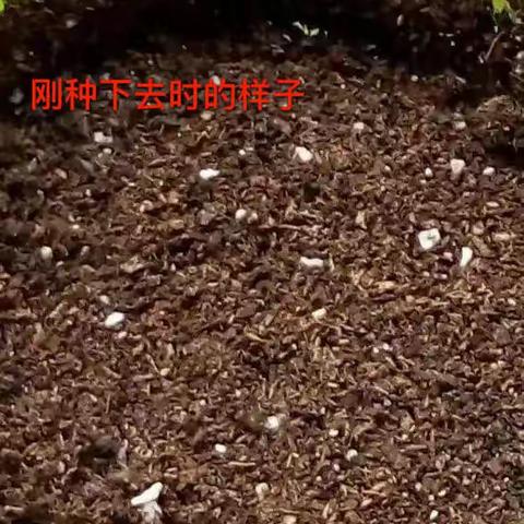 牵牛花生长记