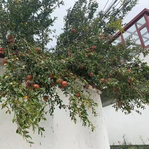 十一月走园——北港村