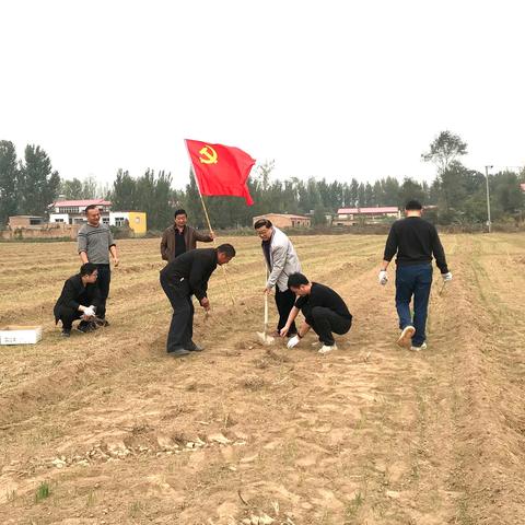 中医人“艾”洒陶山——馆陶县中医医院收割种植艾草