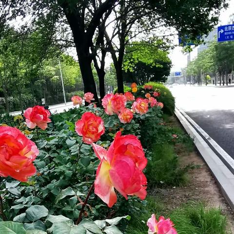 月季花带亮京城