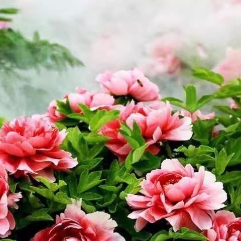女人如花