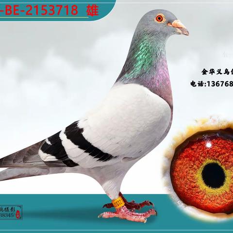 浙江义乌五老大种鸽欣赏