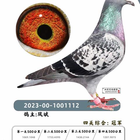 双利信鸽摄影工作室-马若男的美篇