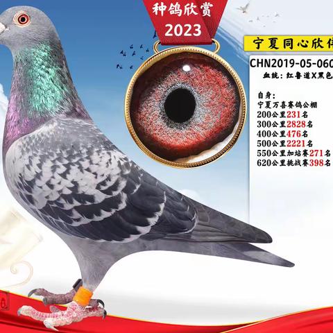 专业信鸽摄影工作室2022种鸽欣赏