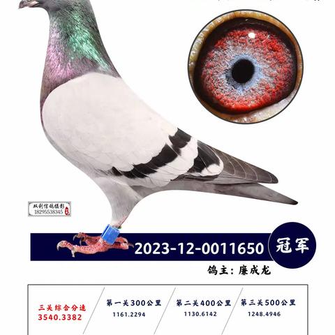 黄山市信鸽协会获奖鸽