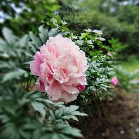 芍药花开
