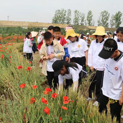 东营市晨阳学校社会实践活动系列——六月走进田地割麦种米，收获农耕文化。