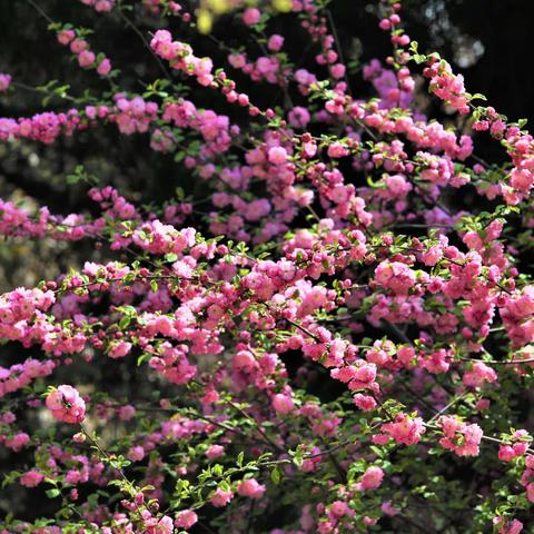 春花词       谭文泊摄影填词