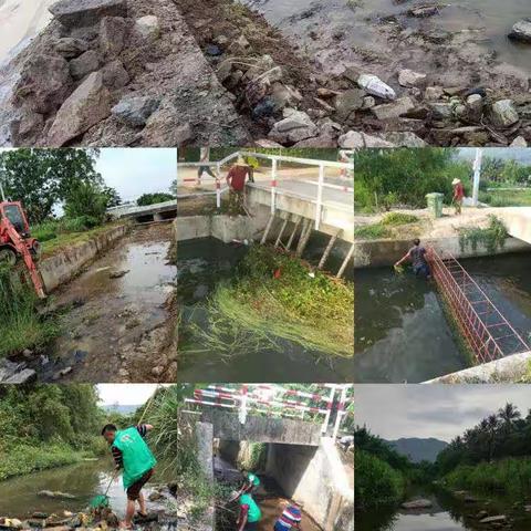 集中力量开展河道水浮莲清理工作