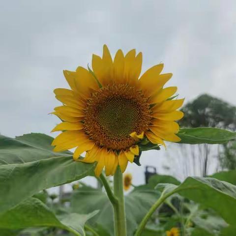 高一12班劳动基地 将汗水挥洒田间