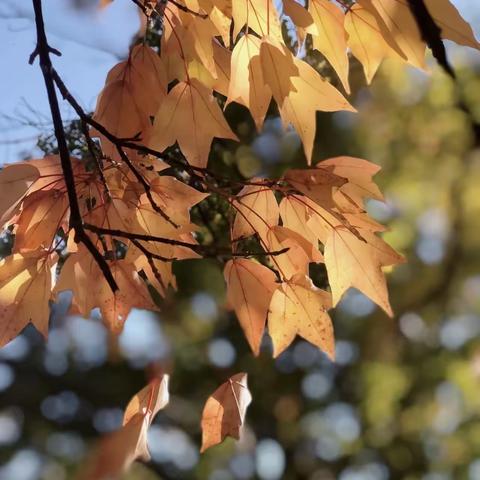 教之以“语”，研之以“文”——乌市第44小学语文教师线上观看《小学语文教材分析》培训