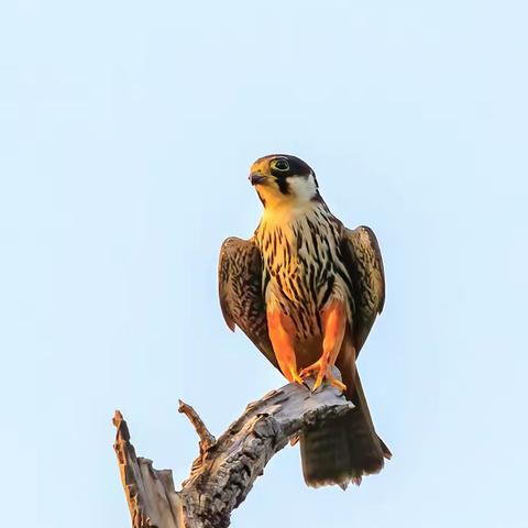 观鸟记--京西2021（二）