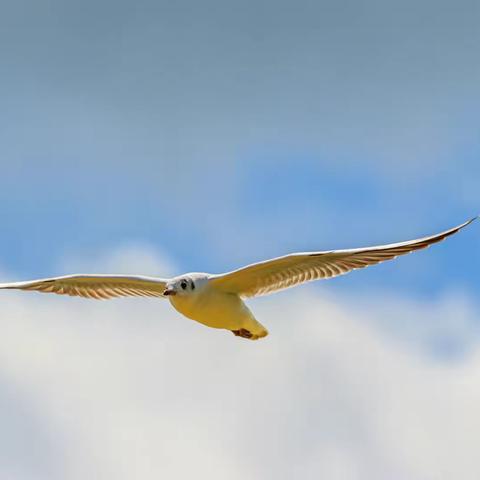 鸟舞飞花乐滇池@那些飞翔的红嘴鸥们