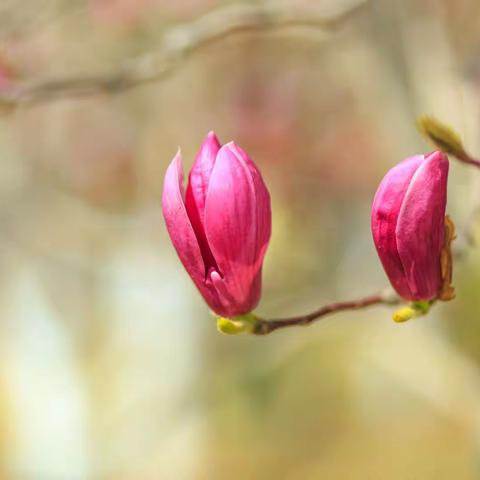 春在枝头已十分（玉兰花）