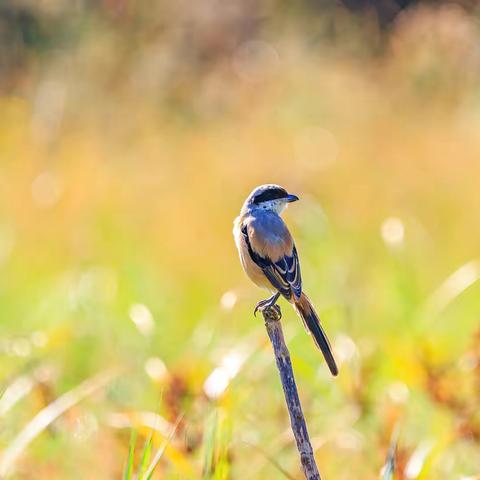 2021国庆·宛平湖花鸟图