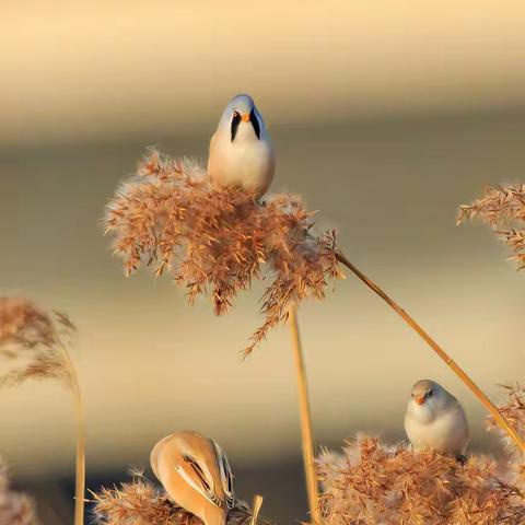 观鸟记-京西2021（三）
