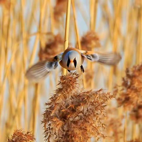 初冬京西鸟生态：宛平湖、北植的小鸟
