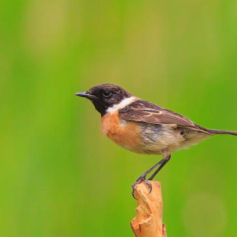 观鸟记--京西2021（一）