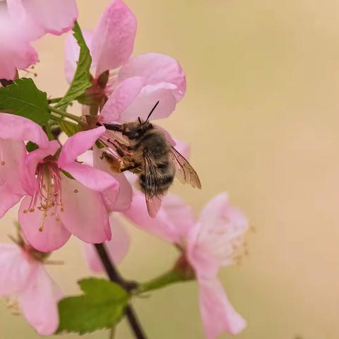 春在枝头已十分（玉兰花+鸟）