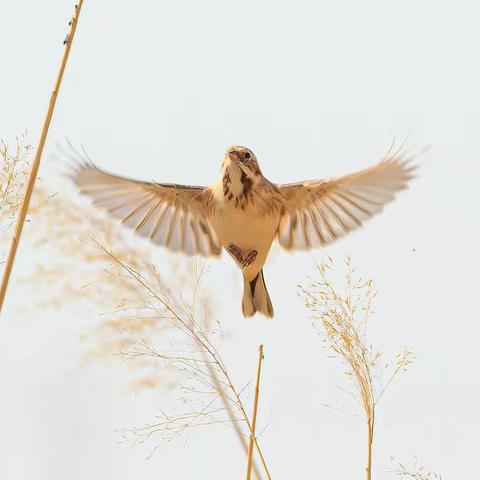 熬冬迎春的野外精灵（鸟）