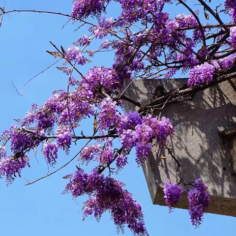 我的天空，有那麼一抹紫