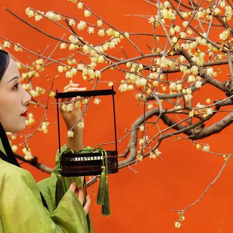 寻着红墙去拍腊梅花开