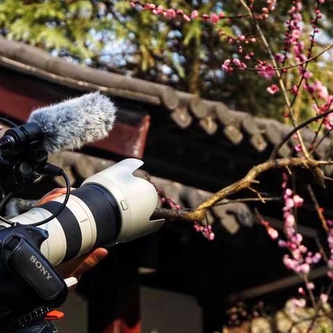 沒有辜負梅花盛開的日子