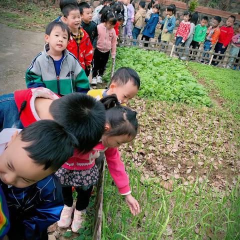 《最美的秋天》——丹桂园幼儿园中二班秋季主题活动