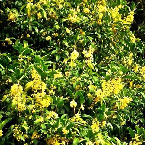 桂花几度怒绽放