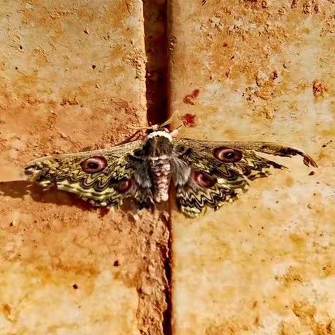 🐛皇娥🦋