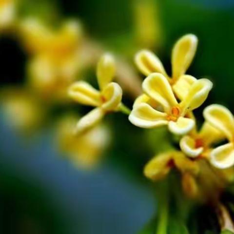 秋意如期至     数教氛围浓———城关小学数学教研组活动纪实