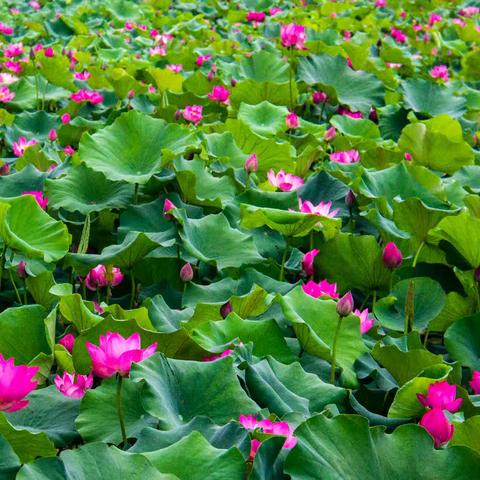 映日荷花别样红