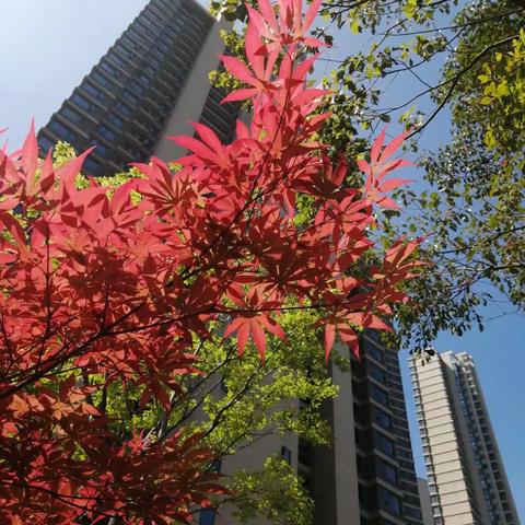 花木逢春满园香