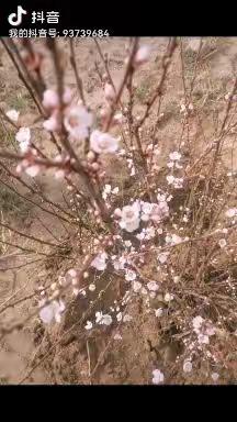 爽