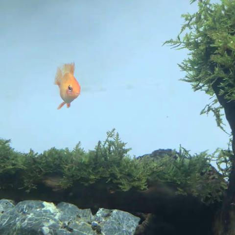 金波子繁殖记录