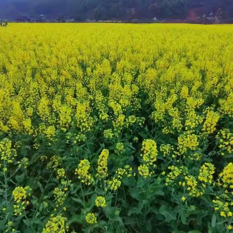 油菜花儿开