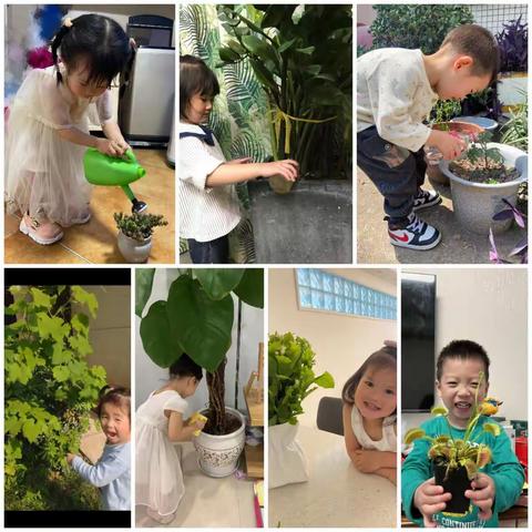 笛迪香奈公馆幼儿园1—T班———“各种各样的植物”